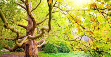 11 plantas que no deben crecer debajo de un árbol sicómoro