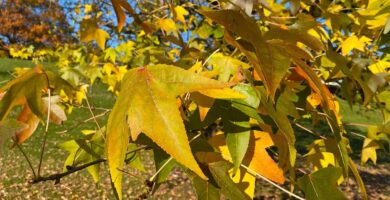 Convierta las hojas de los árboles de otoño en abono, mantillo y fertilizante orgánico