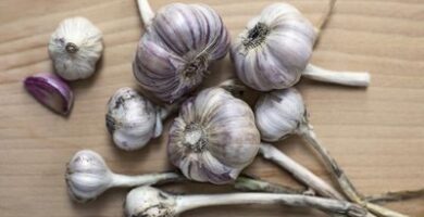 https://www.gardenguides.com/how_7908179_plant-garlic-zone-6.html