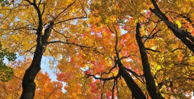 Los 9 mejores árboles de arce para plantar: pros y contras de los tipos principales