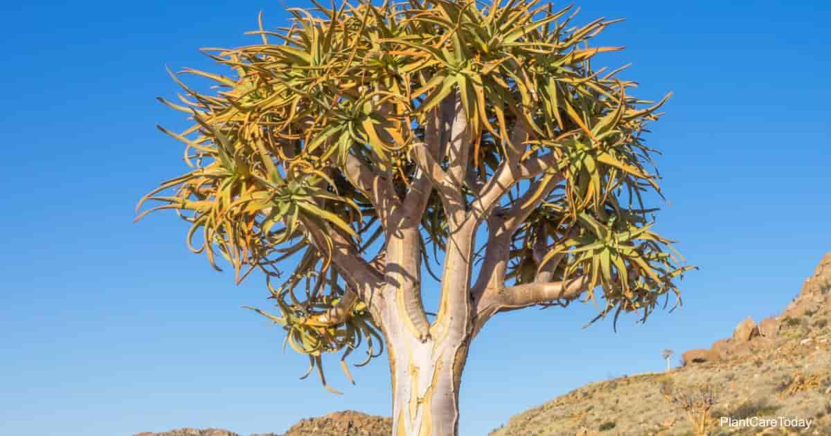 Cultivo y cuidado del árbol Aloe Barberae