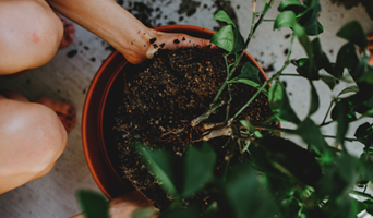 Cómo refrescar las plantas en maceta cambiando el suelo