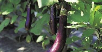 https://www.gardenguides.com/info_8202142_eggplant-leaves-shriveling-up.html