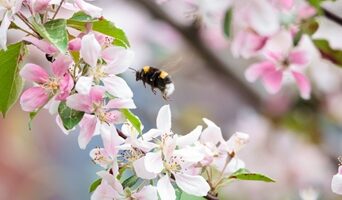 ¿A las abejas les gustan los árboles?  Guía de árboles para abejas