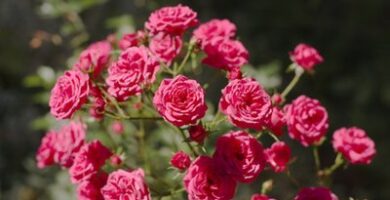 Guías de jardín |  Cómo identificar un rosal