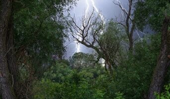 Cómo detectar y proteger los árboles de los rayos
