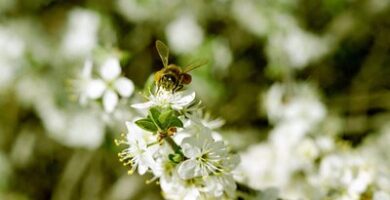 Guías de jardín |  Árboles en flor para Ohio