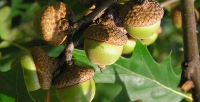 https://www.gardenguides.com/103801-kill-acorns-sprouting.html