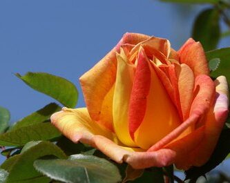 Guías de jardín |  Partes de un rosal