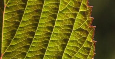 Guías de jardín |  Cómo trasplantar un arbusto viburnum