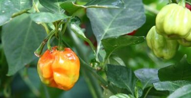 Guías de jardín |  La capsaicina como insecticida