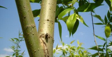 Guías de jardín |  Cómo matar árboles de sauce
