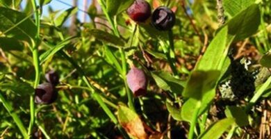 https://www.gardenguides.com/139102-winterize-blueberry-bushes.html