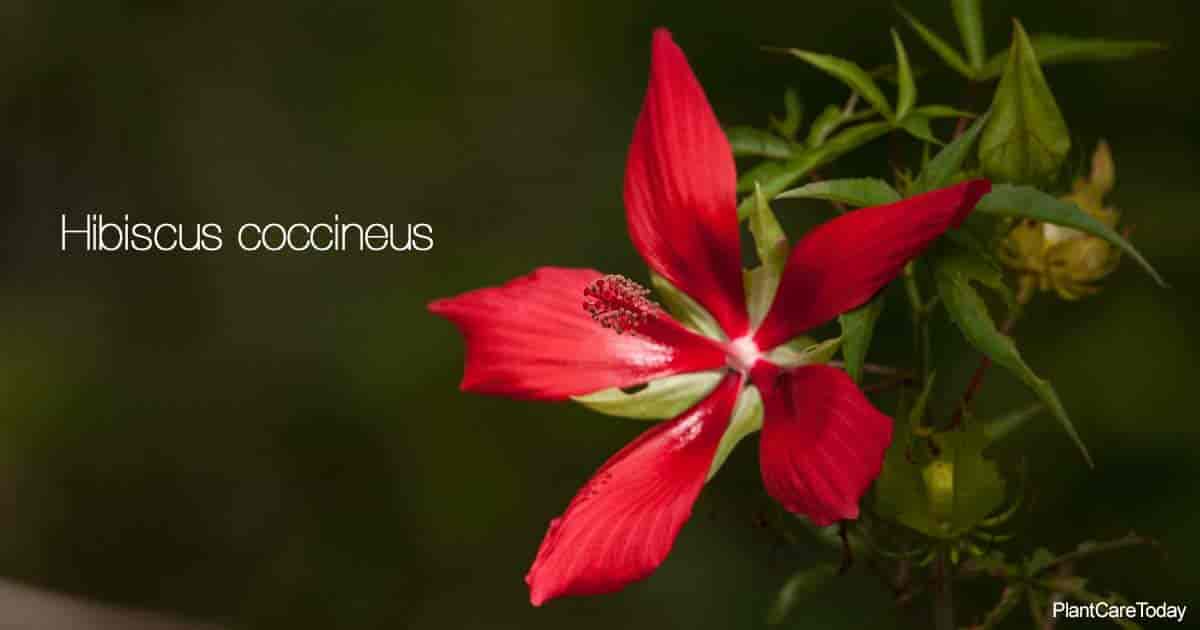 Hibiscus Coccineus: cultivo y cuidado de la planta de hibisco estrella de Texas