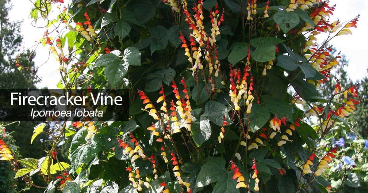 Firecracker Vine: Cómo cuidar y hacer crecer la Ipomoea Lobata