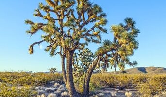 Cómo elegir los árboles adecuados para paisajes propensos a la sequía