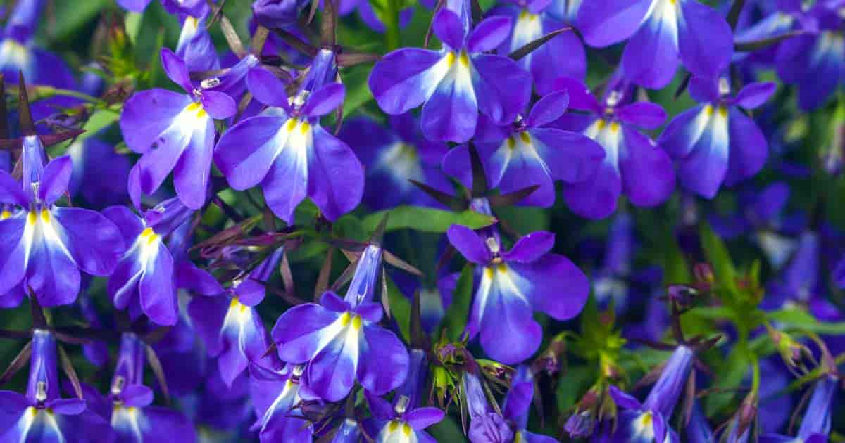 Planta de lobelia: cómo cultivar y cuidar la flor de lobelia