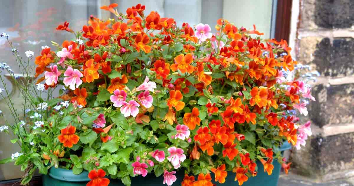 Cuidado de las flores de Nemesia: aprenda los requisitos de cultivo de las plantas de Nemesia