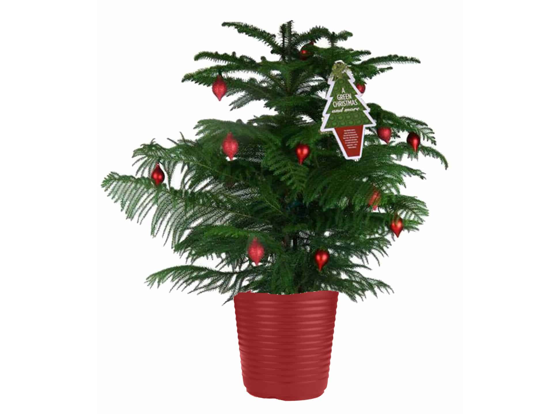 Cómo cuidar un árbol de Navidad de pino de Norfolk en maceta