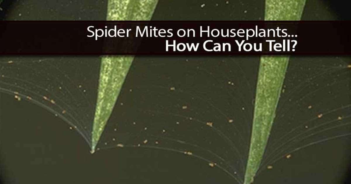 Arañas rojas en plantas de interior: cómo deshacerse de los ácaros chupadores de savia